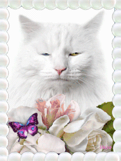 chat blanc somnolant devant des papillons et fleurs.gif